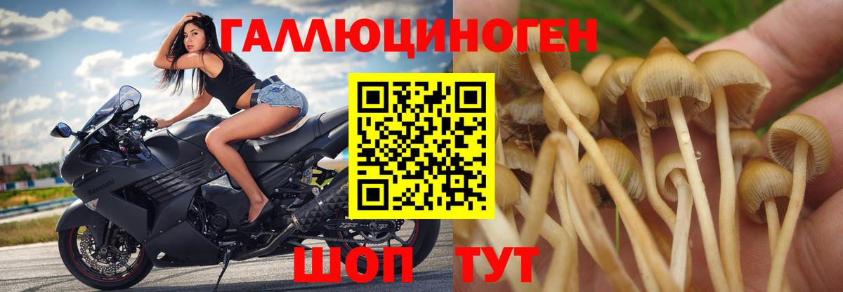 Галлюциногенные грибы Psilocybine cubensis Кашира